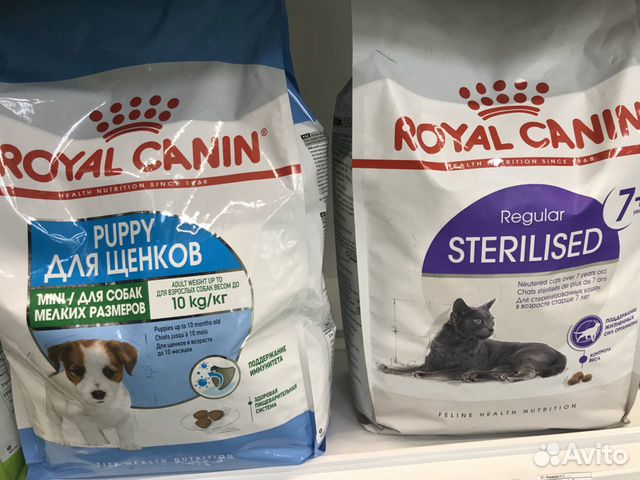 Royal canin мейн кун