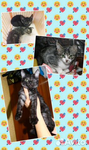 Котики в добрые руки Котики в добрые руки