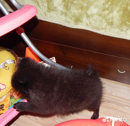 Девочка малого шпица