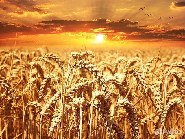 Пшеница,горох купить на Зозу.ру - фотография № 1