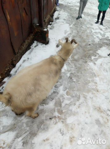 Коза и козел купить на Зозу.ру - фотография № 10