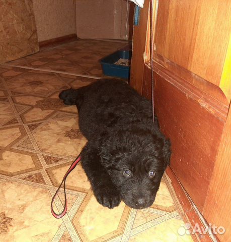 Черный щенок мальчик купить на Зозу.ру - фотография № 1