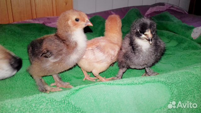 Цыплята,и инкубационное яйцо купить на Зозу.ру - фотография № 3