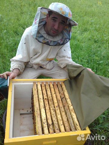 Продаем пчелопакеты купить на Зозу.ру - фотография № 1