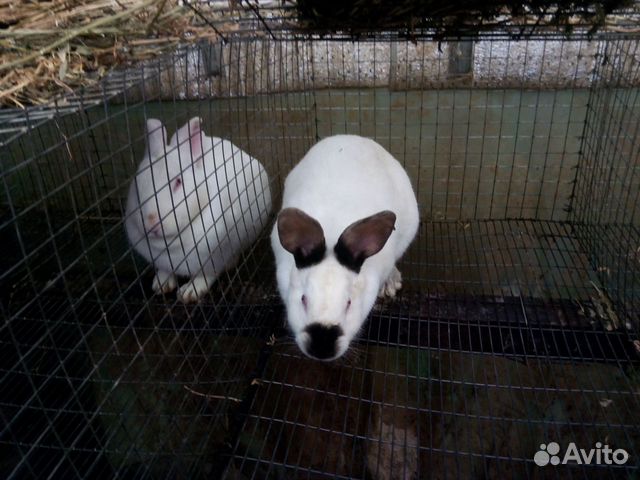 Кролики породы Хиплус (Hyplus) купить на Зозу.ру - фотография № 5