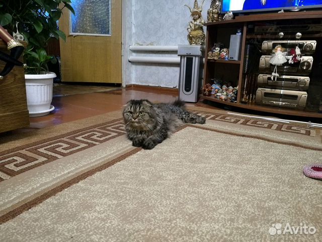 Вязка. Кот ищет невесту купить на Зозу.ру - фотография № 1