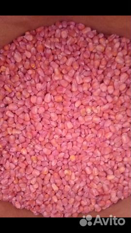 Семена кукурузы люцерны суданки купить на Зозу.ру - фотография № 2