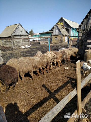 Овцы бараны ягнята купить на Зозу.ру - фотография № 2