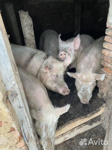 Свиньи кастрированные 6-8 месяцев назад купить на Зозу.ру - фотография № 2
