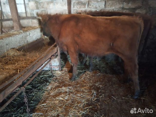 Корова, два бычка купить на Зозу.ру - фотография № 6