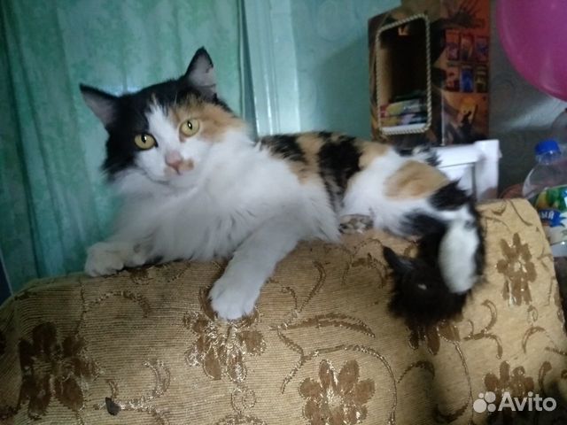 Кошечка-красавица купить на Зозу.ру - фотография № 1