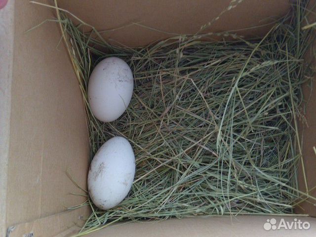 Яйца Гусиные купить на Зозу.ру - фотография № 1