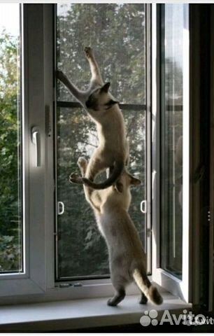 Антикошка сетка на окно