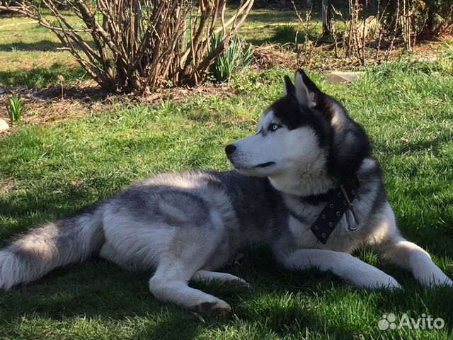 Вязка Хаски