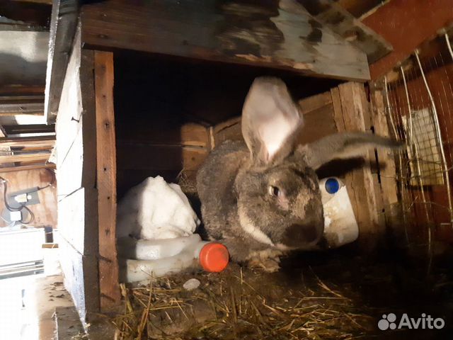 Кролики, порода великан купить на Зозу.ру - фотография № 1