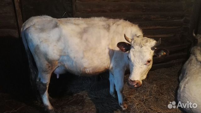 Две дойных коровы купить на Зозу.ру - фотография № 4