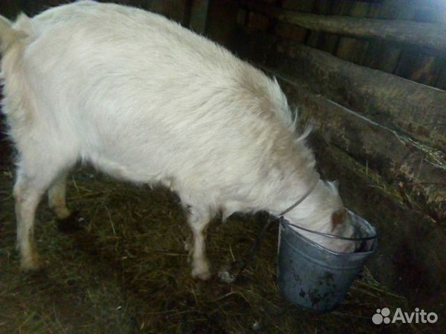 Коза с козлом купить на Зозу.ру - фотография № 5
