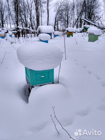 Зимовалые пчёлосемьи и пчелопакеты купить на Зозу.ру - фотография № 2