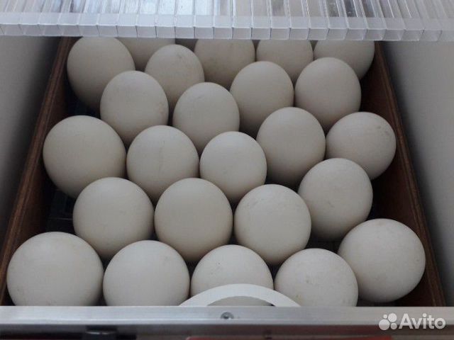 Яйцо гусиное"Линда"инкубационное купить на Зозу.ру - фотография № 1