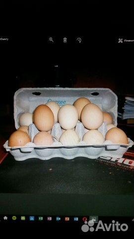 Инкубационное яйцо кур и уток купить на Зозу.ру - фотография № 1