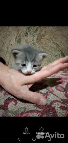 Котик в хорошие руки купить на Зозу.ру - фотография № 2