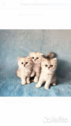 Шотландские котята купить на Зозу.ру - фотография № 6