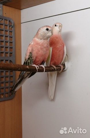 Розовобрюхие попугаи, пара купить на Зозу.ру - фотография № 1