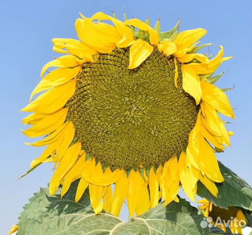 Семена подсолнечника Горфилд,Гудсан,Ника