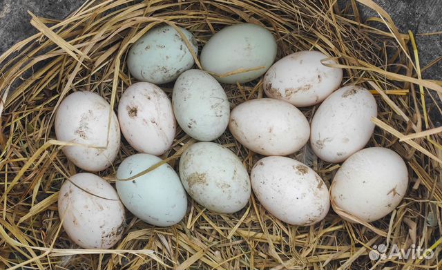 Утки, утята, инкубационное яйцо купить на Зозу.ру - фотография № 5