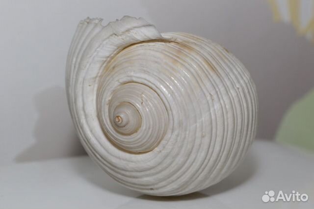 Морская раковина аквариум Тонна Танкервиллии