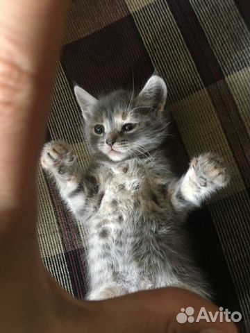 Кошечка в добрые руки