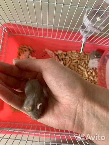 Джунгарские хомяки Джунгарские хомяки