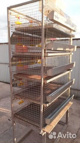 Клетки для перепелов