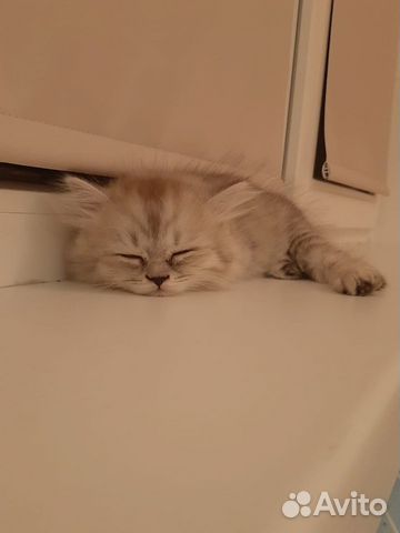 Шотландские котята Шотландские котята