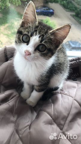 Котенок Котенок