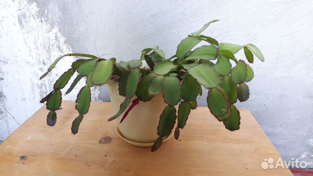 Комнатные растения Комнатные растения