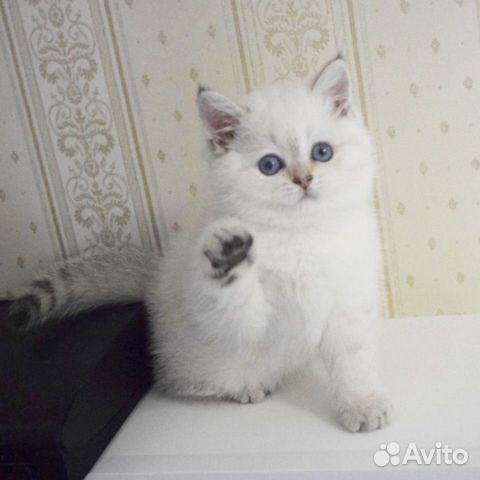 Британская колорная шиншилла Британская колорная шиншилла