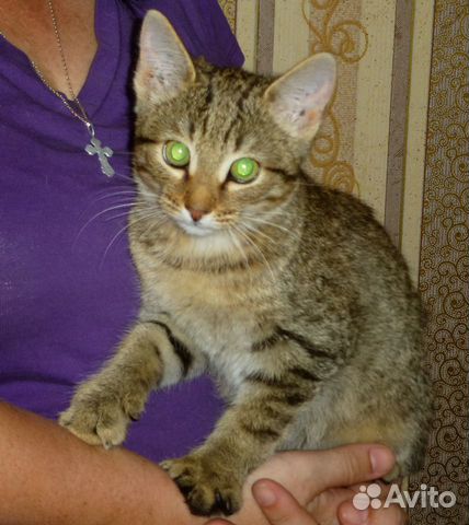 Котенок девочка в добрые руки