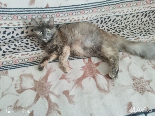 Кошка породы мейн кун