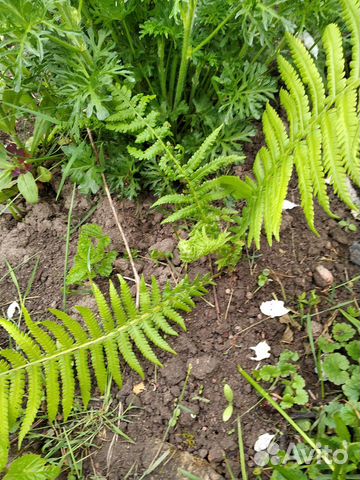 Папоротник