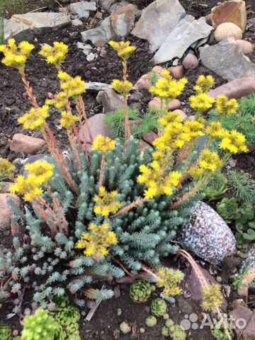 Овсяница,фаларис,очитки, и др.для горки,рокария