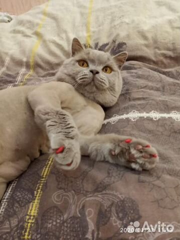 Когти - Антицарапки