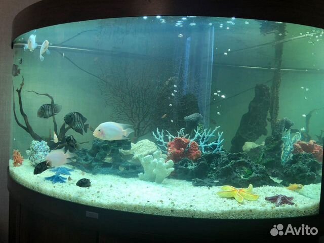 Перевозка аквариумов под ключ