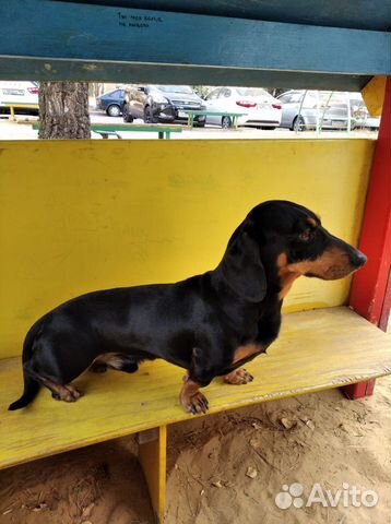 Вязка такса (мальчик)