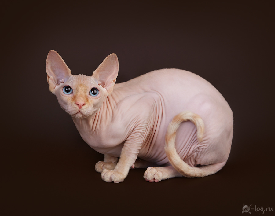 Сфинкс порода кошек сфинкс. Корм для кошек сфинкс. Донской сфинкс кошка. Донской сфинкс кошка. Сфинкс какого выбрать.