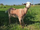 Нубийская коза и чешский козëл вместе объявление продам