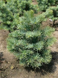 Семена Пихта одноцветная