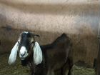 Нубийские козы и козёл объявление продам