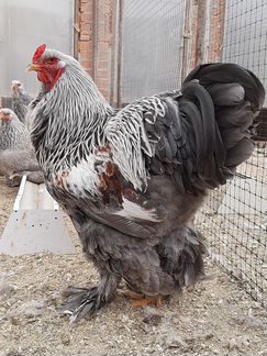 Куры брама, кохинхины, шёлковые