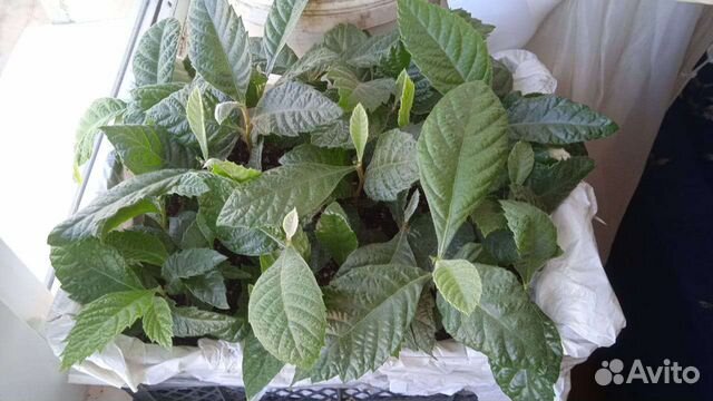 Мушмула японская (локва), ящиком сеянцы